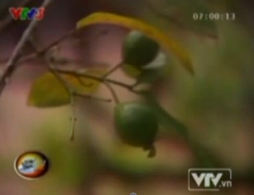 Cây[-]ổi[-]gãi[-]là[-]"cười"[-]ở[-]Thanh[-]Hóa[-]5